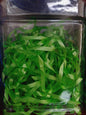 Ribbon-Green 1.5m